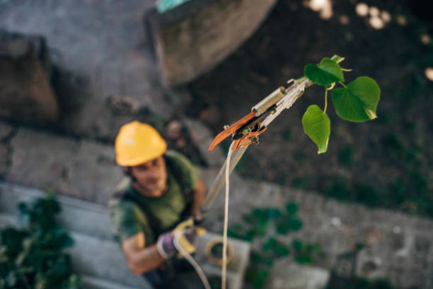 How Our Tree Care Process Works  in  Arapahoe, NE